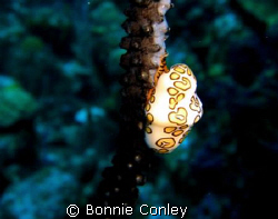 Flamingo Tongue seen July 2008 in Grand Cayman.  Photo ta... by Bonnie Conley 